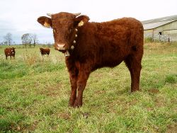 Achetez une vache chaux de revel cantal salers