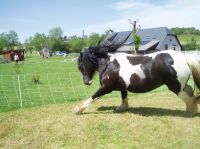 utah irish cob dans le cantal