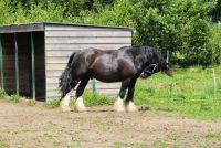 odin cheval irish cob chaux de revel